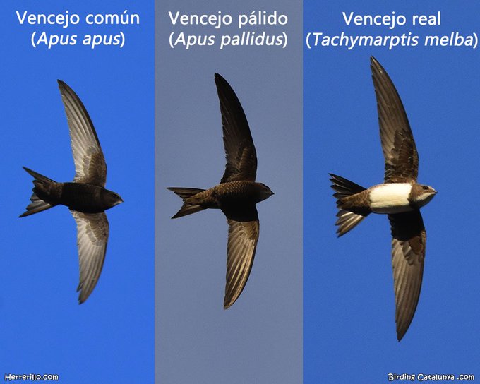 ¿Sabríais distinguir a los vencejos en esta temporada estival? Si es que no, aqui os dejamos la "chuleta".