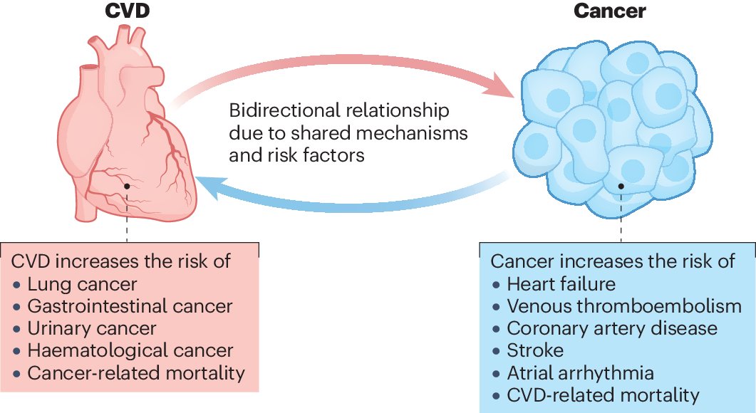 In a new Review, Bonnie Ky and colleagues discuss the bidirectional relationship between #cardiovascular disease and #cancer, including shared risk factors and pathophysiological mechanisms: rdcu.be/dElDh