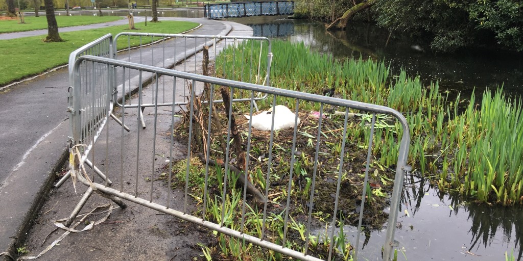 Our Parks staff have stepped in to protect swans nesting at the edge of the Victoria Park pond. 🦢🦢 Visitors are asked not to disturb the swans. Please stay back from the barriers round the nest and keep dogs on leads. Hopefully, then they will produce healthy cygnets! 🤞😍