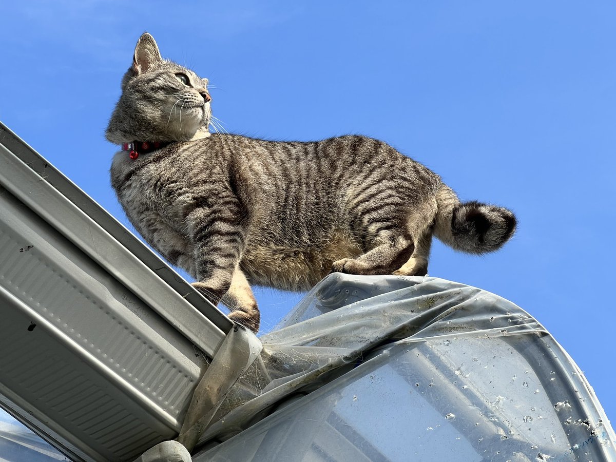 青空とヌコ☀️🐈‍⬛