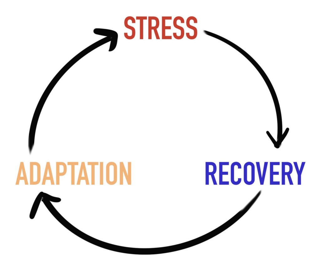 SethMoldenhauer's tweet photo. Look at this image. Fix it in your mind. Study it. 

Unlock potential in every aspect of your life. 

If the cycle breaks, what happens? 

What happens with too much stress or not enough recovery? 

Where can you apply proper stress? 

What recovery methods are you utilizing?

This applies to training in a big way, but where else in your life is this applicable? 

Your marriage, your personal development, your parenting? 

The applications are endless.

Understand this picture.