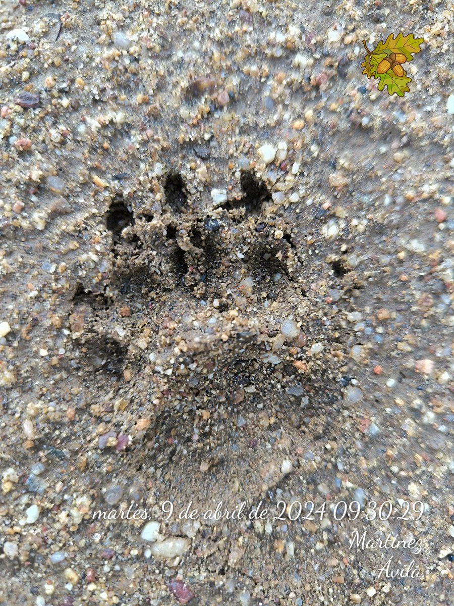 Guardabosque69's tweet image. ¿Sabías que el #tejón debe su nombre a la #miel? Meles meles. (Miel en latín). Este bichejo es un goloso muy difícil de ver durante el día, de hecho yo solo los he recogido atropellados. Sus #huellas son muy bonitas. Aquí os cuento un poquito sobre su vida. #Martínez. #Ávila.