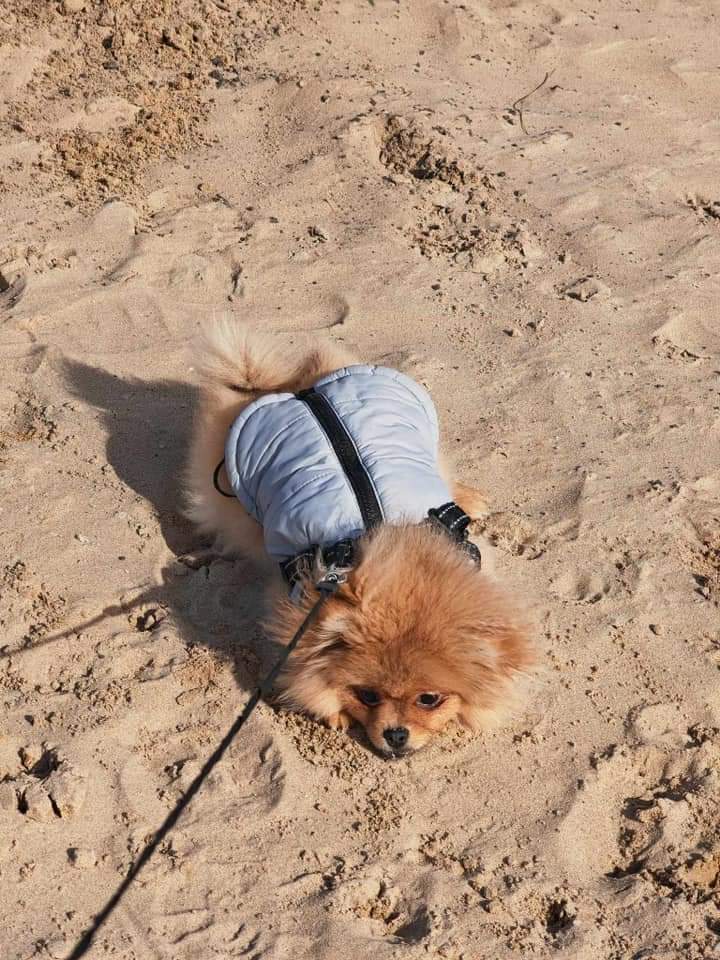 MissingPetsGB's tweet image. 🐕#URGENT #STOLEN PUPPY PUSIA

SEEN BEING PICKED UP BY MAN IN BLACK 4X4 CAR

PUSIA escaped her garden, 7 April eve 2024 on Dallow Road #Luton #LU1

Please share quickly, make PUSIA #toohottohandle

Does anyone live in the area &amp;amp; can check Ring footage etc?
doglost.co.uk/dog-blog.php?d…