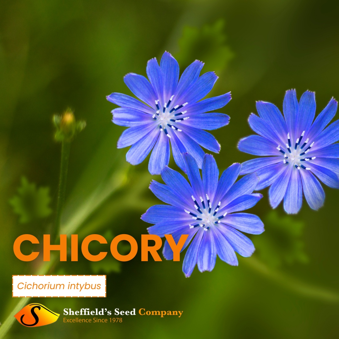🌿 Discover the Versatility of Chicory!

From salads to coffee substitutes, this perennial herbaceous plant packs a punch. Beyond its culinary uses, chicory root holds potential as a biomass source, rich in inulin ideal for diabetics. 
#Chicory #BiomassPotential #SheffieldsSeedCo