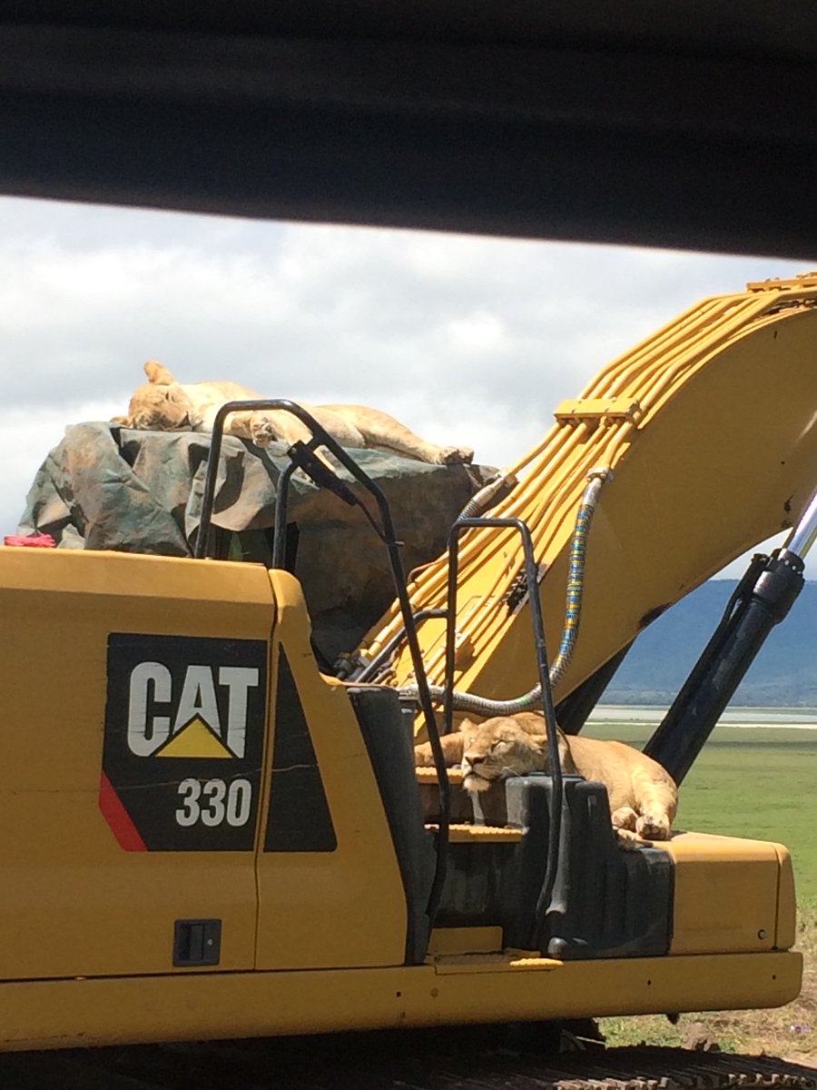 Cats on a CAT <a href="/Ngorongoro/">Ngorongoro</a> <a href="/JCBmachines/">JCB</a> <a href="/tanzania/">Tanzania</a> #bittentobits