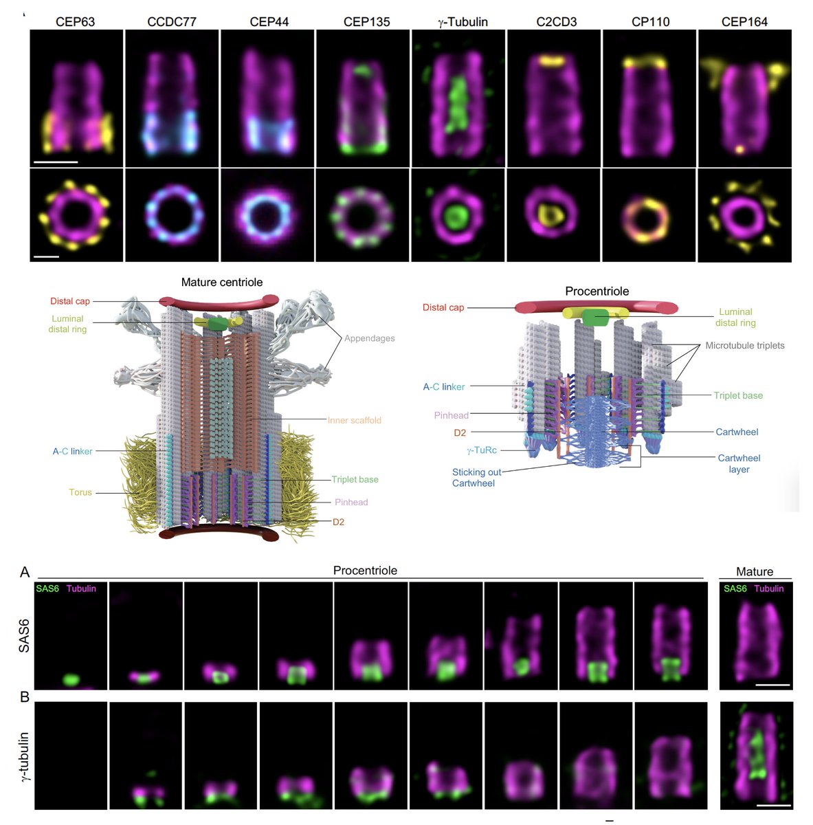 We are pleased to present our latest publication in @CellCellPress, work led by @MarineLaporte8, in which we used U-ExM expansion microscopy and time-series reconstruction to reveal the structural assembly steps of the human centriole: sciencedirect.com/science/articl…