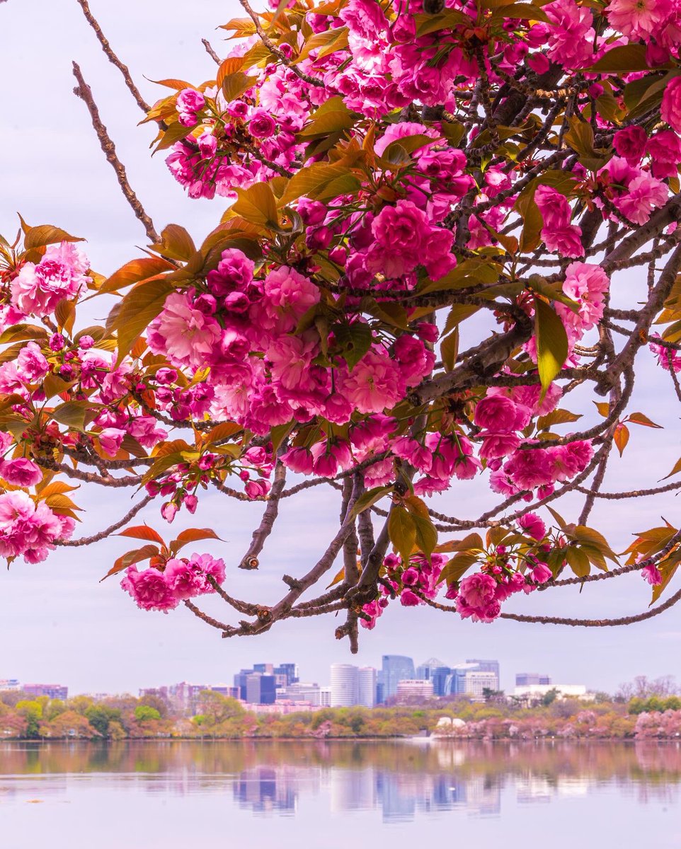 Kwanzan Cherry Blossoms 🌸 are blooming in #WashingtonDC. @capitalweather @NationalMallNPS @TheNationalMall @washingtonian @PoPville @spann @JimCantore @7NewsDC @GMA @abc7gmw @CherryBlossFest @Interior @ThePhotoHour @SonyAlpha @GetUpDC @washingtondc