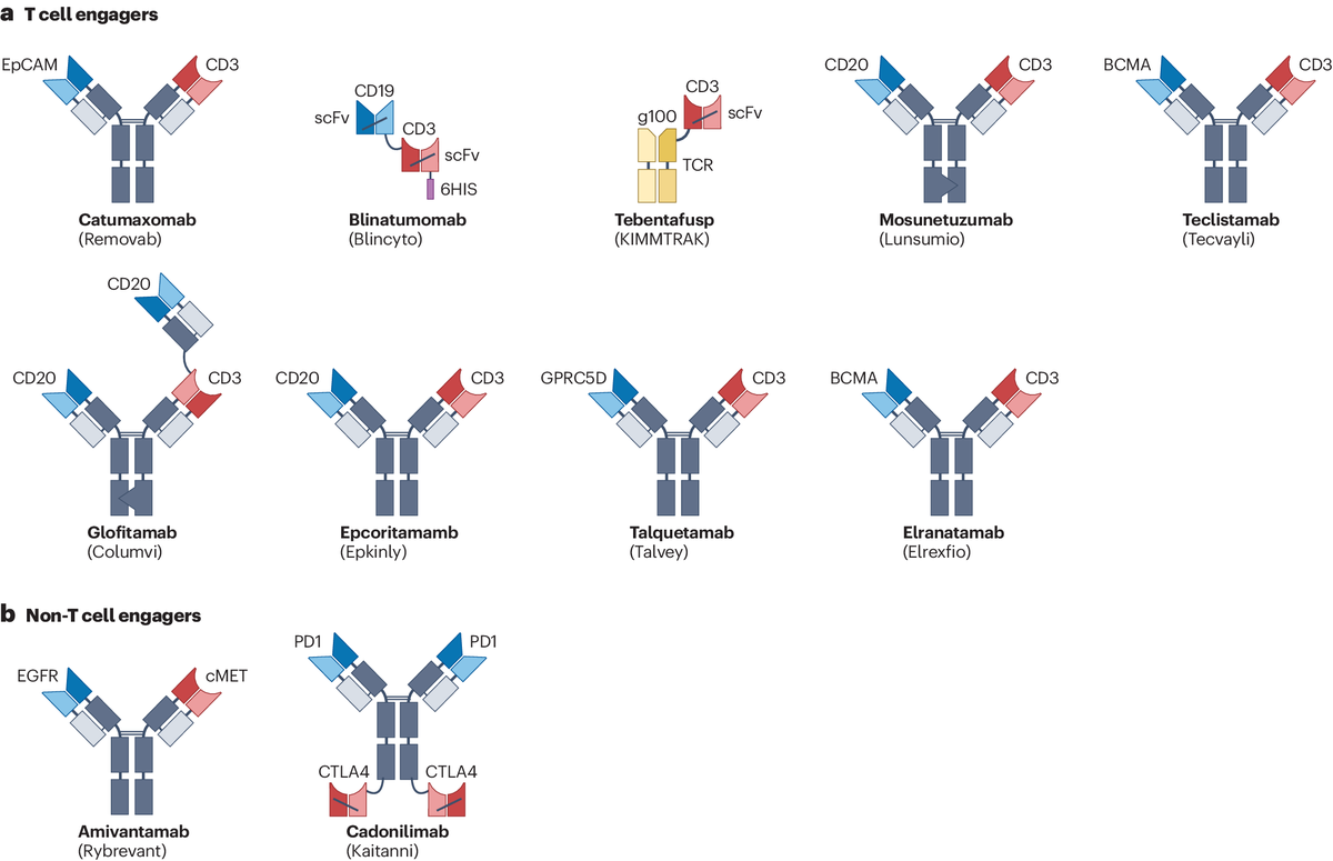 NatRevDrugDisc's tweet photo. For readers interested in bispecific antibodies for cancer therapy, this Review in the April issue covers bispecific T-cell and NK-cell engagers, tumour-targeted receptor agonists, checkpoint inhibitors and more https://t.co/pc2gZlszFE https://t.co/qzsydjWLd4 #AACR24 https://t.co/ww19HjJisY