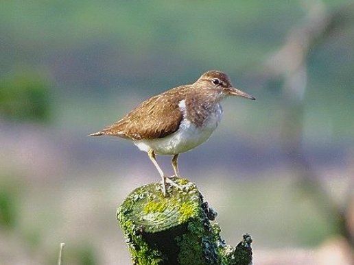 A recently arrived Common Sandpiper in Bishops Park, Bishop Auckland this morning. @teesbirds1 @waderquest