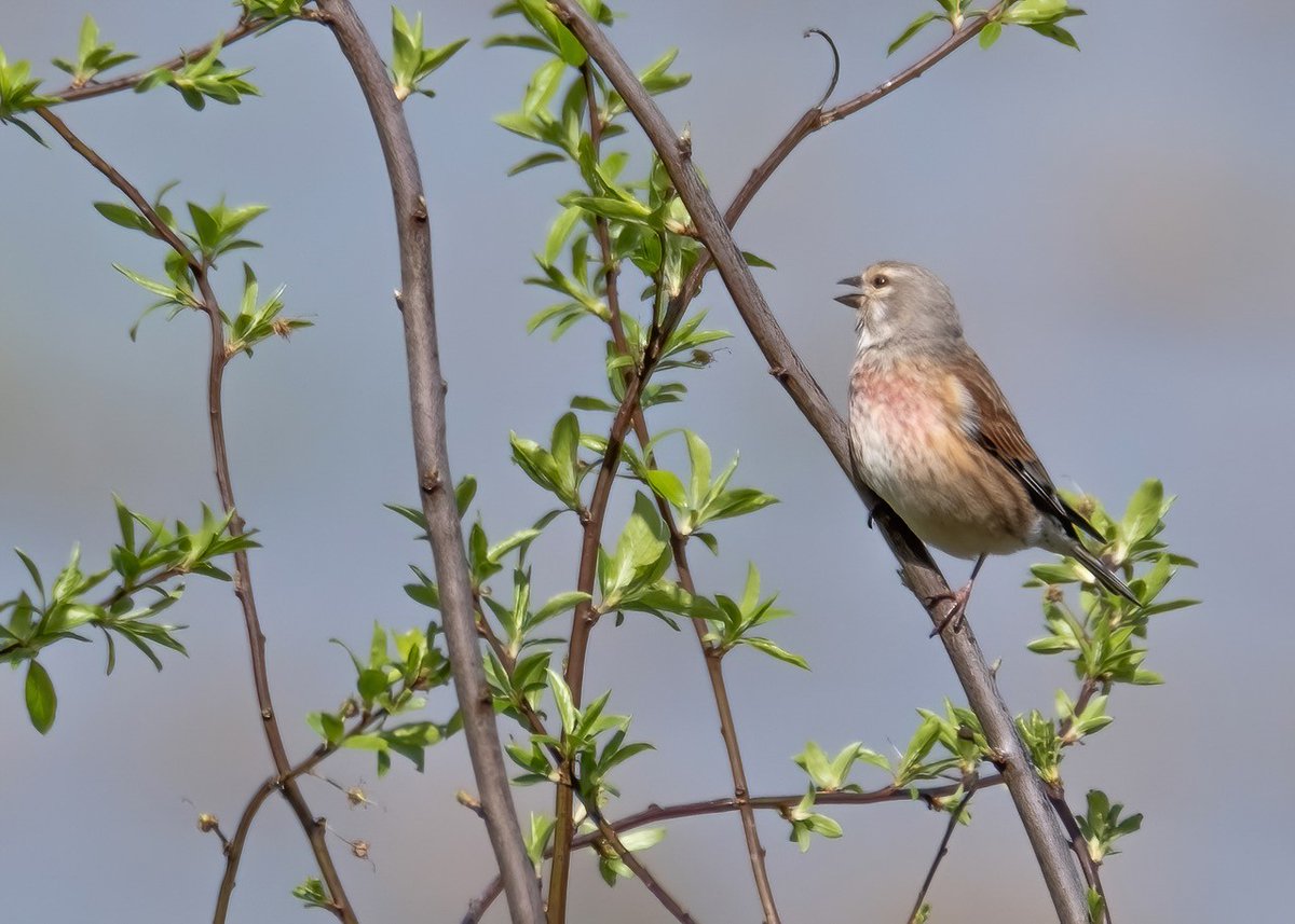 Delighted to hear my first Cuckoo and Willow Warbler of the year this morning (both audible from our welcome hut). Further afield were Nightingale, Common Whitethroat, Blackcap, Linnet, Wheatear, Avocet, Little-ringed Plover and White-tailed Eagle. 📷Linnet by Graham Osborne