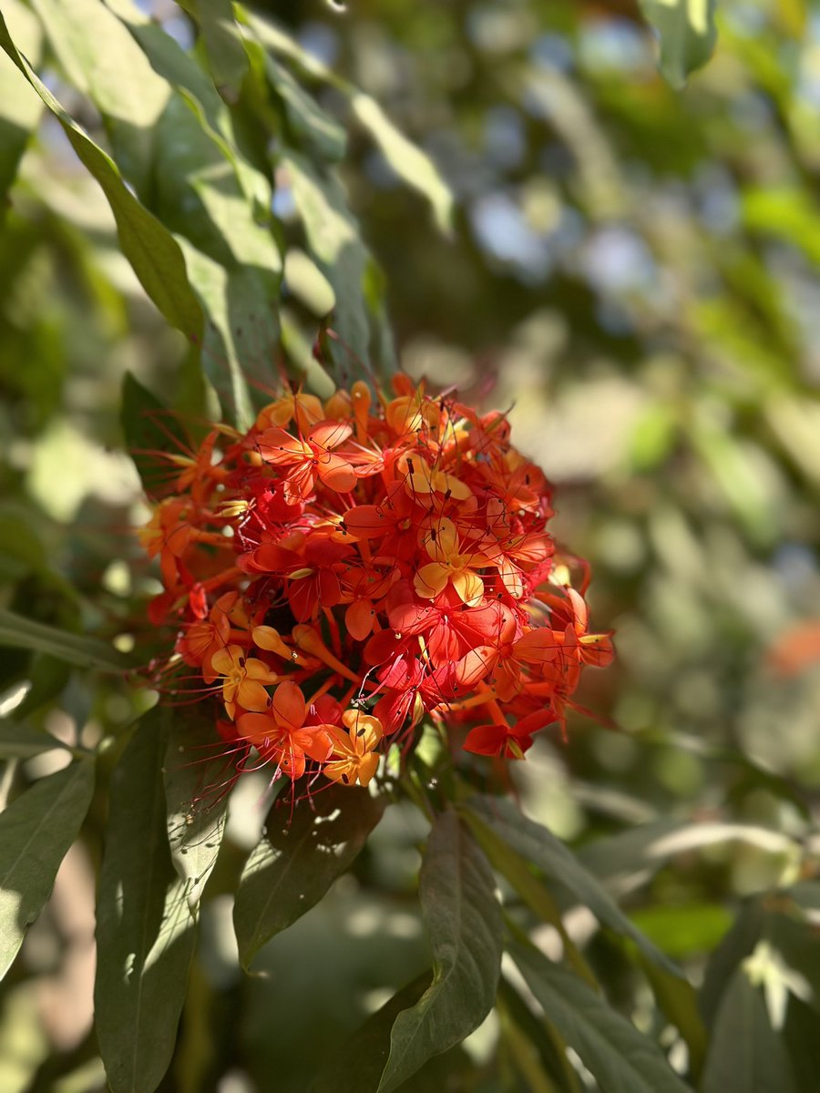 Saraca asoka is the true Ashoka tree, which has been narrated in Ramayana. They are gregariously flowering these days. Most of the parks of Delhi do have them in good number. #TreesOfDelhi