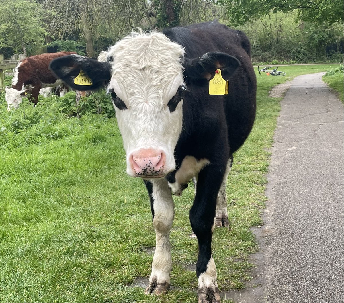 Cambridge Cows 🐮