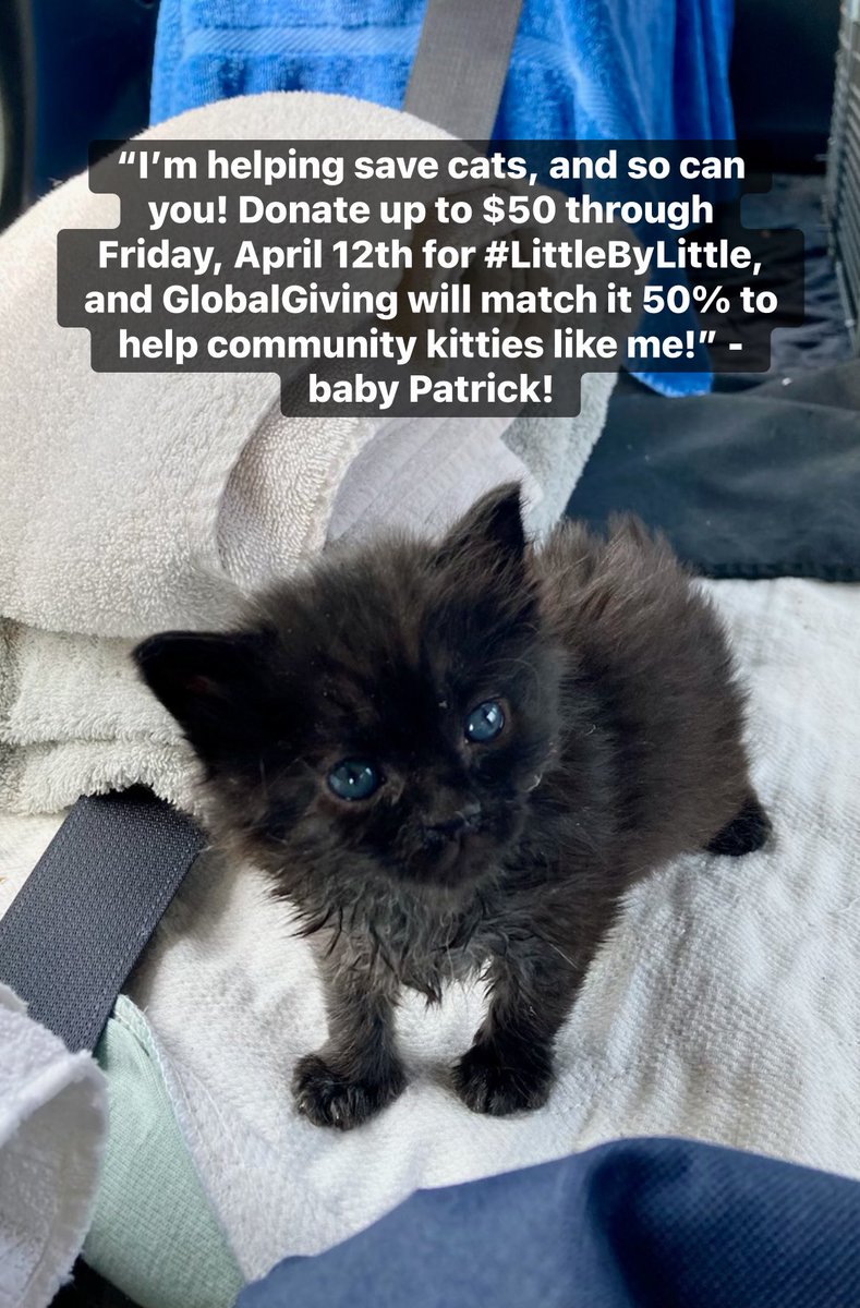 #YouMightNotKnowICan help community kitties, but SAVECats says I, Patrick, am their tiniest TNR assistant! 

Little things can make a big difference! Want to help too? Donate up to $50 for #LittleByLittle and @GlobalGiving will match it 50%: globalgiving.org/projects/savec… or please RT!
