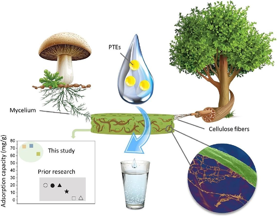 Our latest paper unveils a groundbreaking bio-based membrane using fungal mycelium, offering up to 97% copper removal, paving the way for safe, accessible, water treatment solutions. Great work Victoria and the whole team  #CleanWaterForAll 🍄 
doi.org/10.1016/j.cej.…