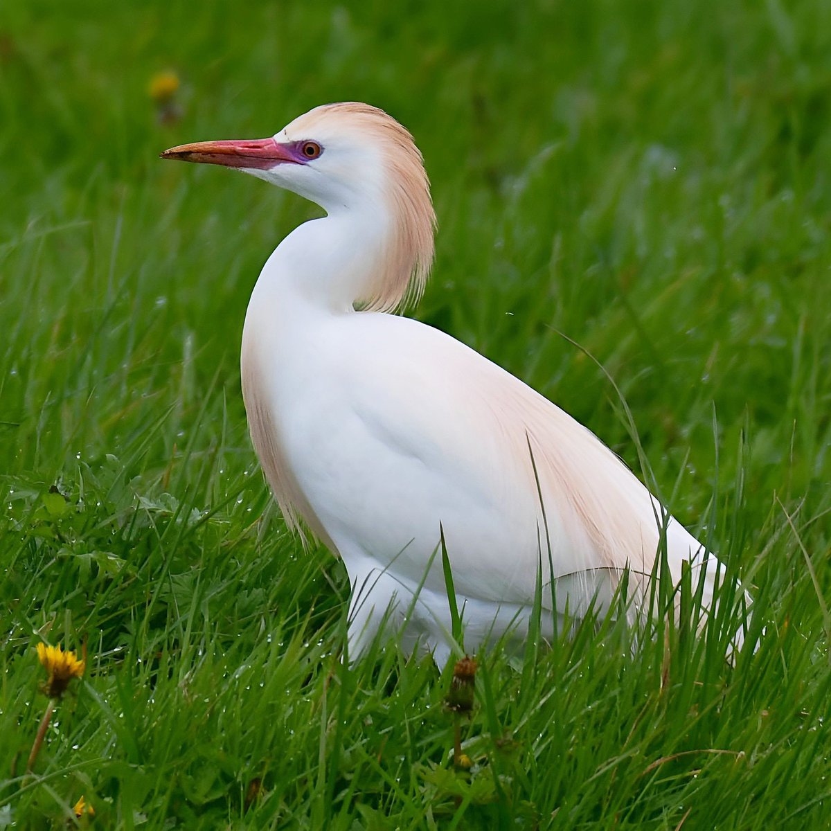 Cattle Egret in full breeding plumage, today on the Somerset Levels