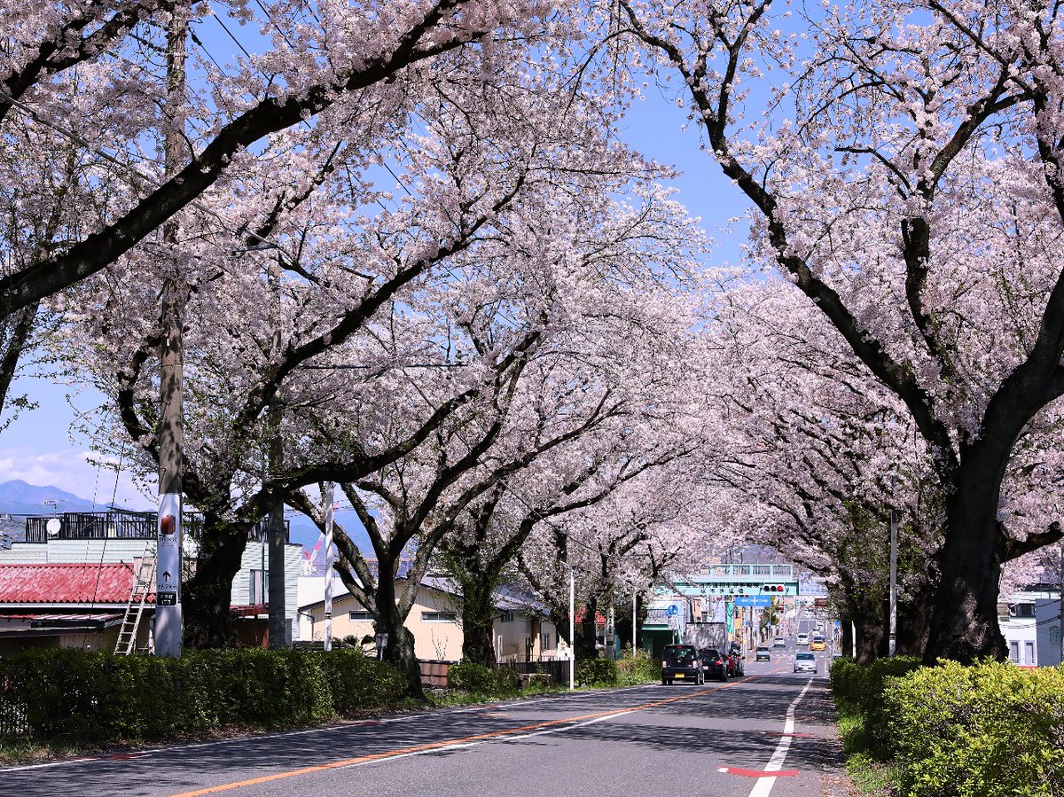 2024.04.10 群馬県桐生市 新桐生駅前
亡き母の故郷。
恐らく母が何度も見たであろう桜並木。