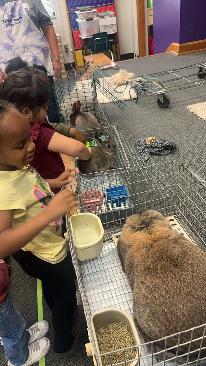 2boys4mama's tweet image. We got to visit with a rabbit judge today!  #careerday #prekfun