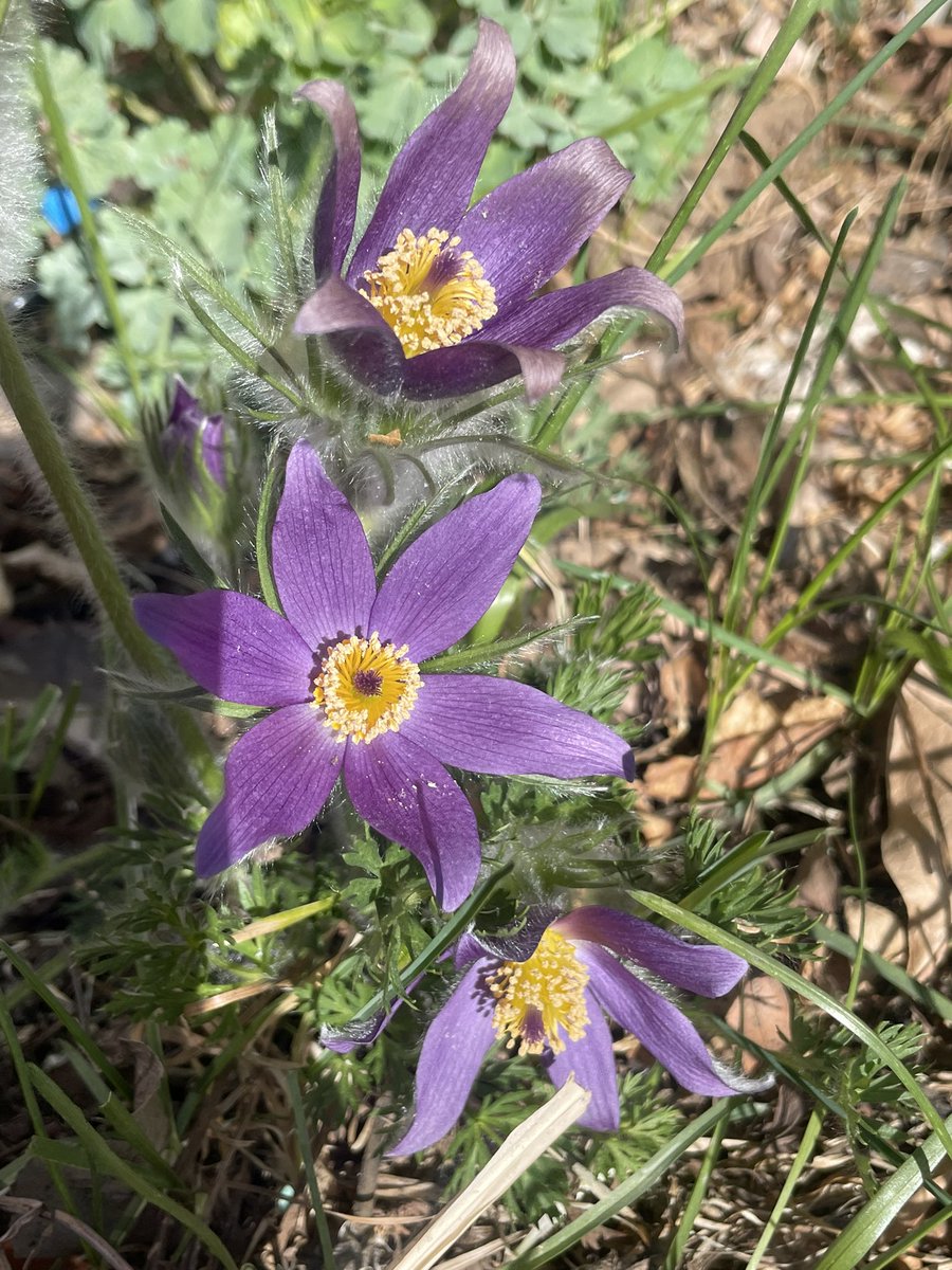 Spring in Colorado is the best. As long as there’s no more snow in May destroying all our trees :)