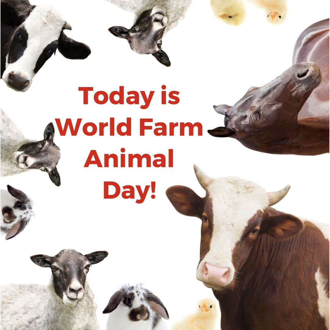 Today is World Farm Animal Day! Farm animals require specific care based on their needs. Farm animals need unique environments, diets, and handling to keep them happy and healthy. Check out the linked article to learn more.

groundsguys.com/blog/2016/june…