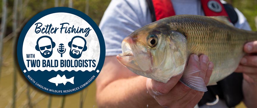 In this episode of the Better Fishing podcast, our two bald biologists, Ben and Corey, talk spring shad fishing with N.C. Wildlife biologist David Belkoski. No shad topic is safe. Listen and subscribe at: bit.ly/3NQRY9o #NCWildlife #FishNC #2BaldBiologists