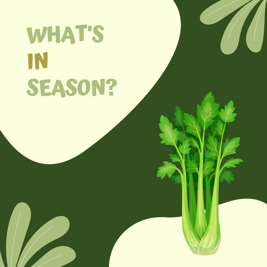 What’s in Season this April in Florida? Celery! Crunchy, crisp, and oh-so-fresh! 🌿 Celebrating celery season with every delicious stalk. From soups to snacks, this versatile veggie adds a healthy crunch to any dish. #WhatsInSeason #CeleryCelebration