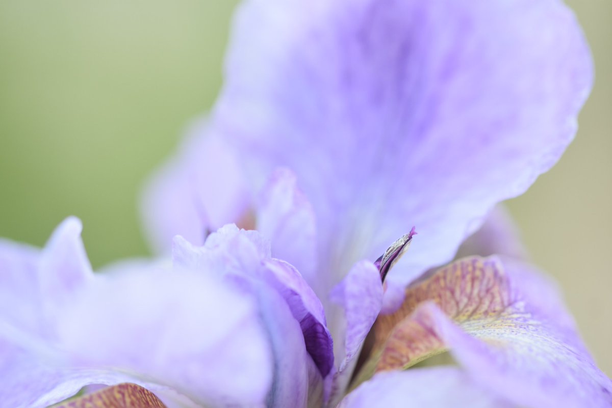 The Extension Master Gardener Plant Sale is this Saturday (4-13-24) starting at 10 am at 721 Foster St. Come visit us while supplies last! Click the link for more info: zurl.co/jr9r