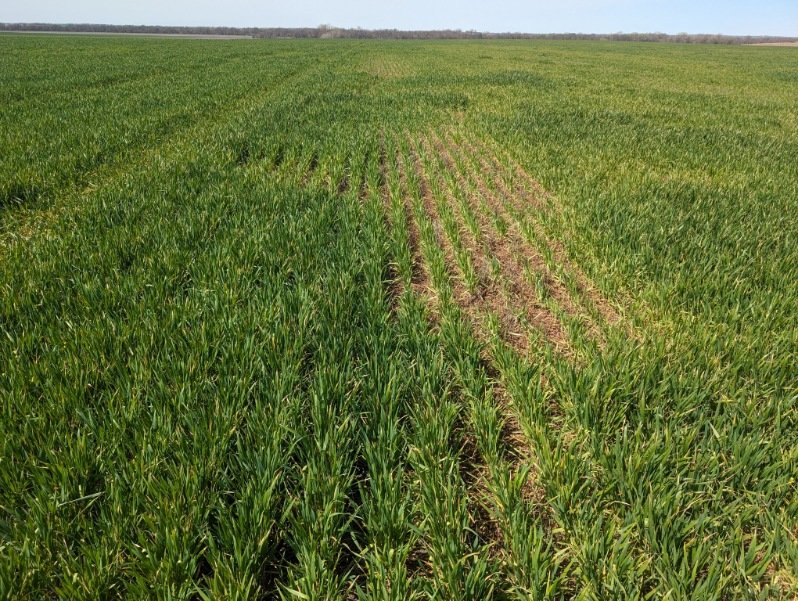 K-State Weed Science Extension tweet media