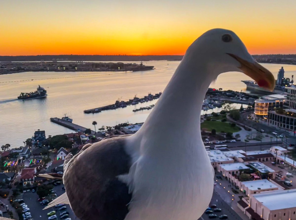 Some eye candy as a proper goodbye from #AACR24 spending the evening with @ShiriGurCohen , enjoyed fantastic science and catching up with so many wonderful friends and colleagues