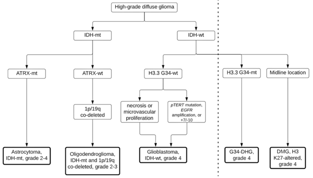 High-grade diffuse gliomas in adolescents and young adults: organization by key molecular alterations, from "Brain Tumors in Adolescents and Young Adults: A Review" by Dr. Julien Rousseau. Subscribe to Seminars in Neurology at bit.ly/3KsxVgn #neurology #neurotwitter