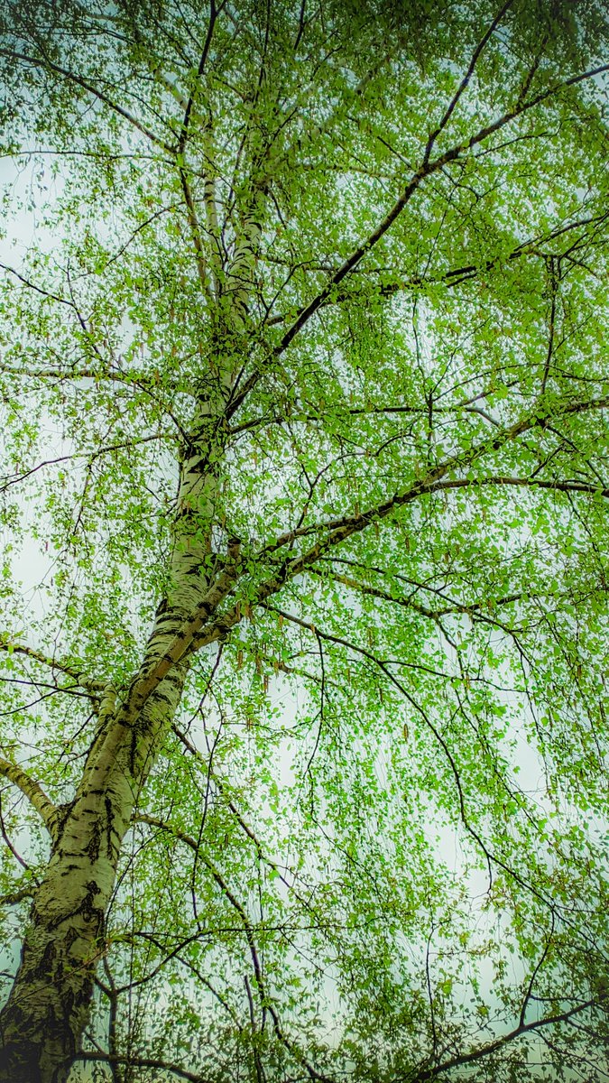 Green, simply beautiful 💚 #green #leaf #tree #birch #spring #nature #photography