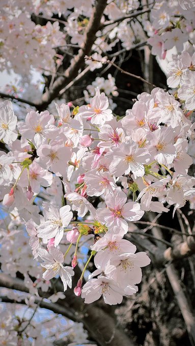 「桜 樹上」のTwitter画像/イラスト(新着)