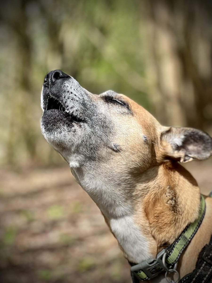 Lilly the Mud Life dog singing the song of her people!