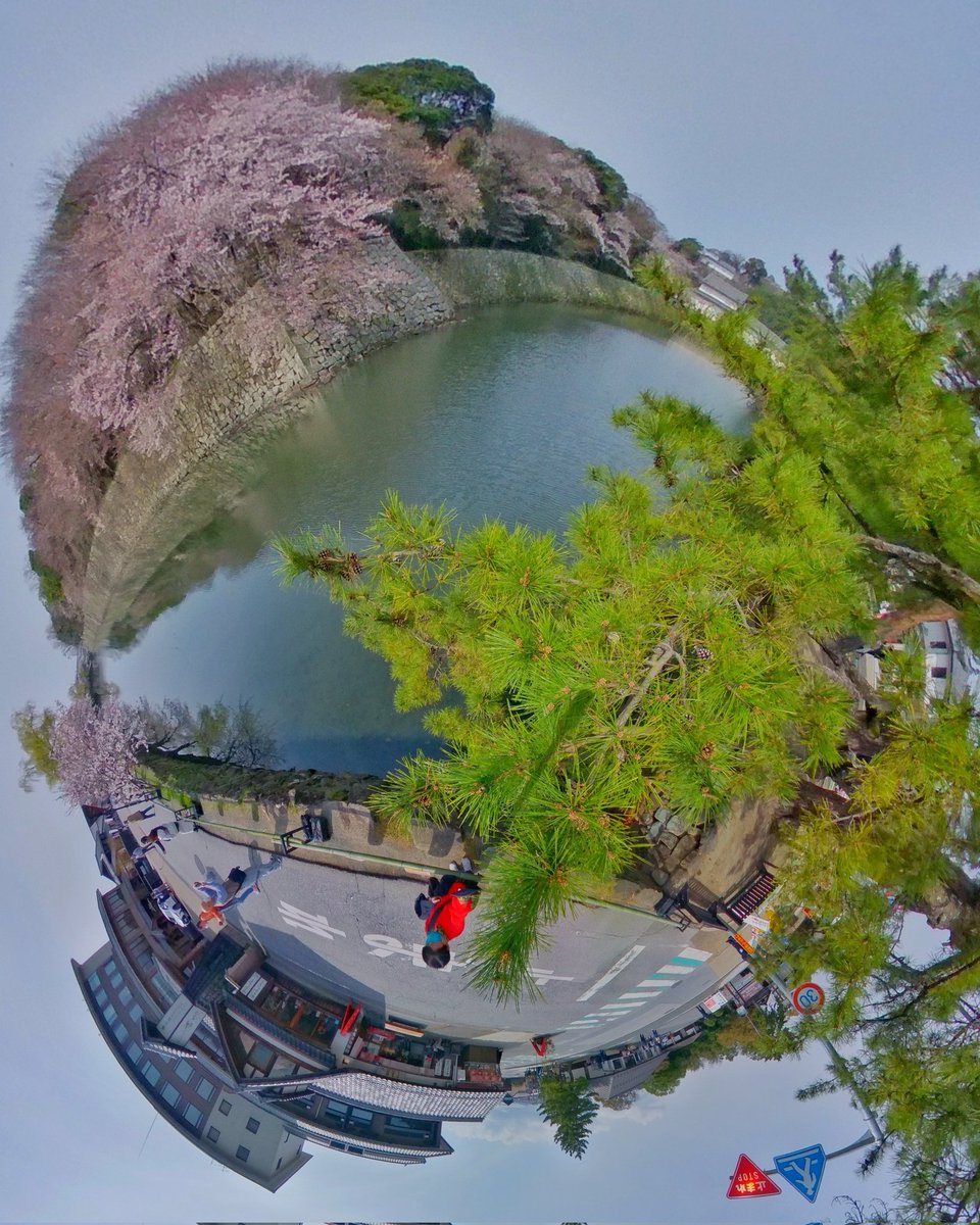 #私の街の春
#彦根城
#いろは松
#滋賀県
#彦根市
#彦根
#桜
#THETA
#THETAZ1 
#360度カメラ
#RICOH
#THETAのある生活
#360photography
#まるごと写したい思い出 
#シータ
#RICOHTHETA
#theta360
#全天球カメラ
#theta360fan
#theta360jp
#thetaアンバサダー