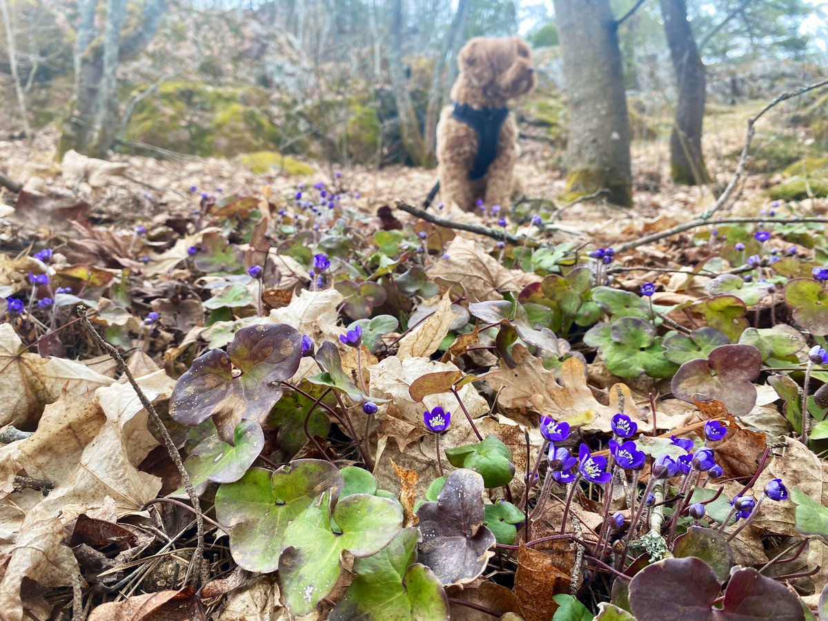 Oi, mitä onnea! ❤️ Löysimme päivälenkillä Selvan🐶 kanssa kevään ekat sinivuokot! Iloa toivat myös haapanapariskunta ja merimetsot. Luonnossa tapahtuu nyt koko ajan - ja paljon! 💚🌎 #biodiversiteetti #kevät #sinivuokko @NaantaliK @UniTurku @SBiodiful