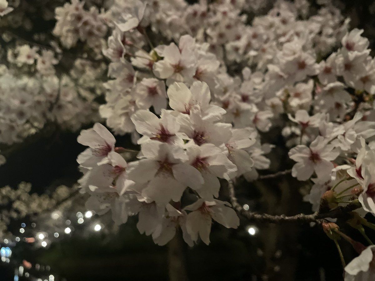 夜桜じゃ！

#高田城址公園