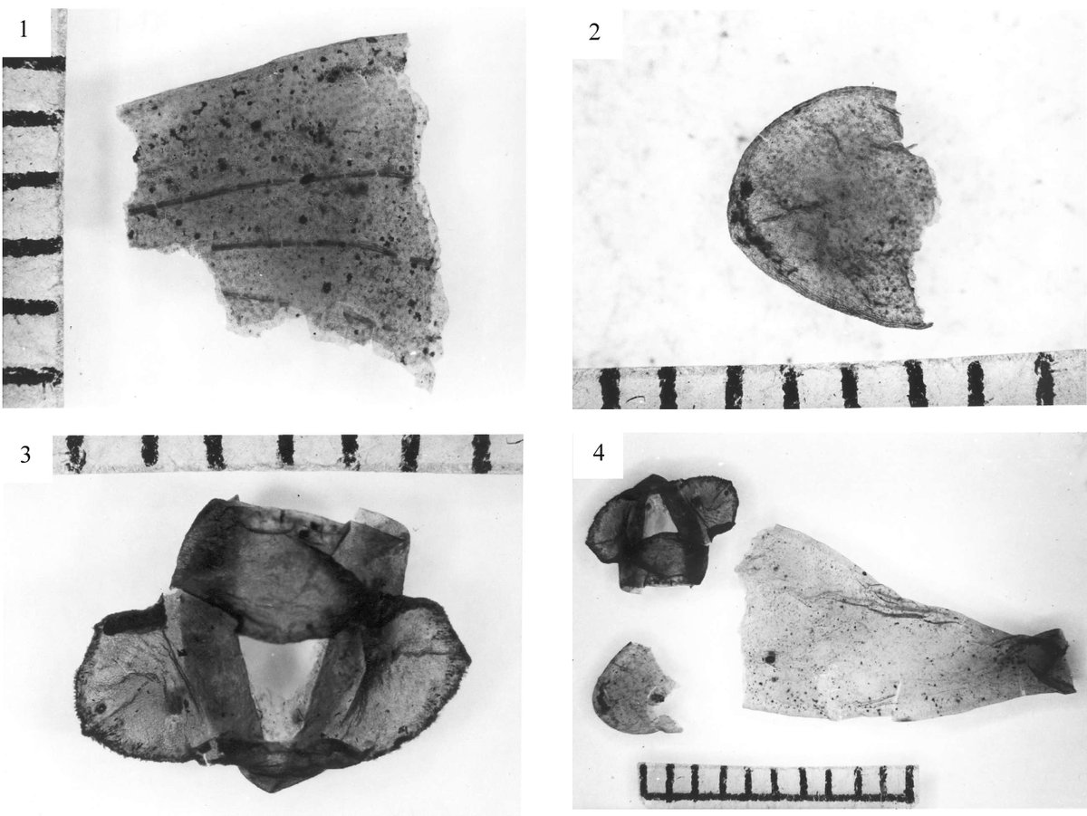 Remains of mistletoe recovered from a ditch at Wardy Hill Iron Age Ringwork, Ely. Despite its druidic associations, mistletoe was likely present here chiefly as a parasite of mature hawthorn hedges, planted atop the Ringwork’s banks. Image: CAU #WildWednesdays #Archaeology