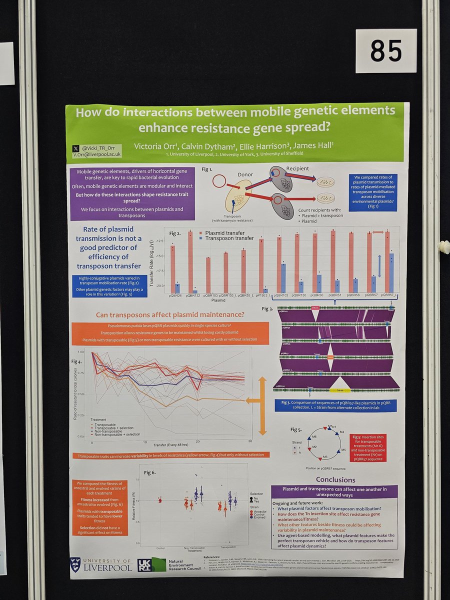 My poster (85) is up for today and tomorrow! Happy to chat about plasmids and transposons! 🧬🧫🧬🧫 @MicrobioSoc #Microbio24
