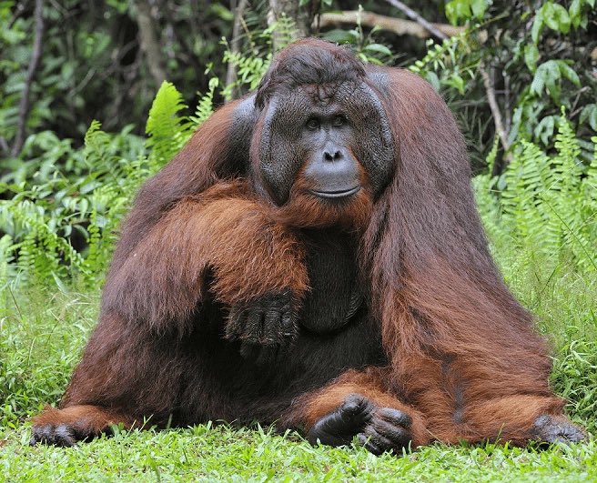 why is he endangered. look at his face. he eats durian, jackfruit, lychees, flowers, eggs and bugs. he is too heavy to jump. he sleeps in a tree. there are less than 60,000 of him left :(