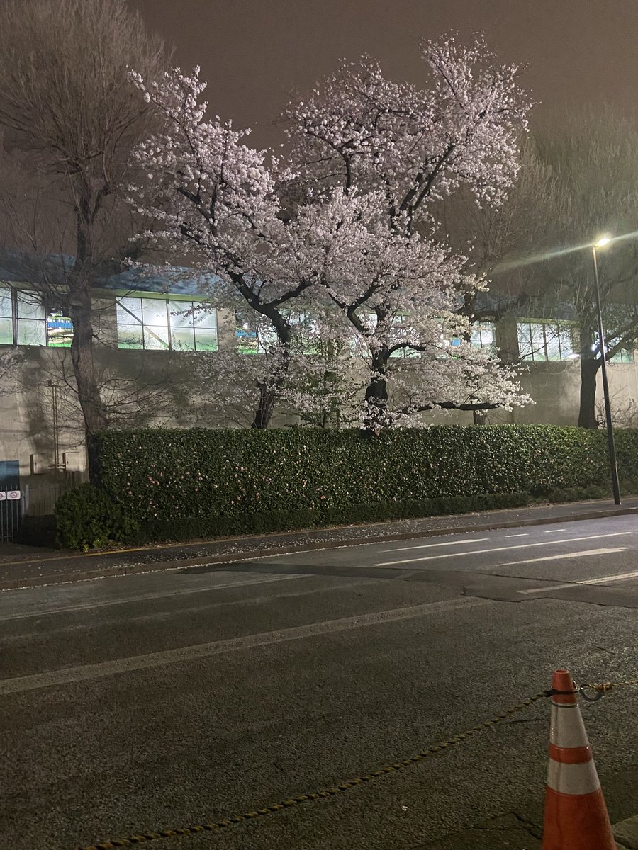 Jm40V's tweet photo. 桜🌸 https://t.co/3JoDVwxEn9