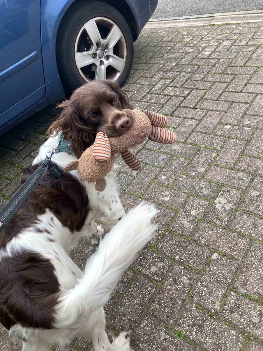 Walk time and he has to take his baby with him 😂 So cute 🥹 Barney says hi Cosmos 🐾🐾