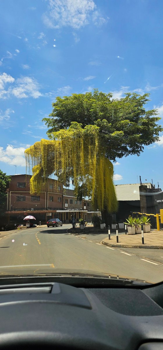 I used to think the tree was just beautiful. Little did I know this was a parasite growing on the tree.