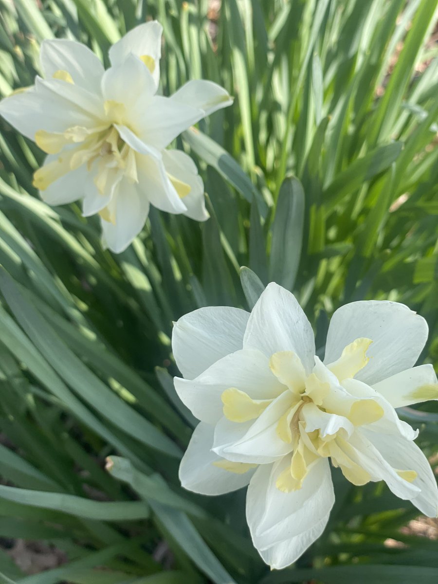 Historic daffodils popping up all over - any guesses as to what this heirloom cultivar might be? #daffodils