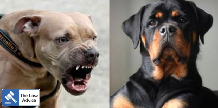 Karnataka HC Strikes Down Union Ministry's Ban on 'Ferocious' Dog Breeds, Deems Circular Invalid #KarnatakaHighCourt #unionministryoffisheries #breedsdog