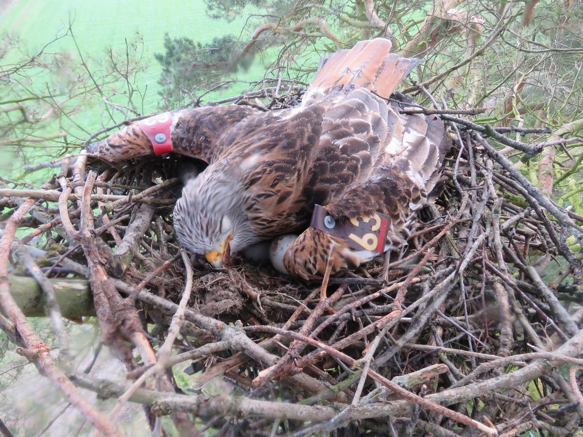 Poisons, banned for use, are still being used illegally to kill wildlife. Since 2009, 64 birds of prey have been illegally poisoned in NI. Please help us to make the legislation stronger so it's illegal to possess chemicals which have no legal use. Sign chng.it/mmvS78Zv7M