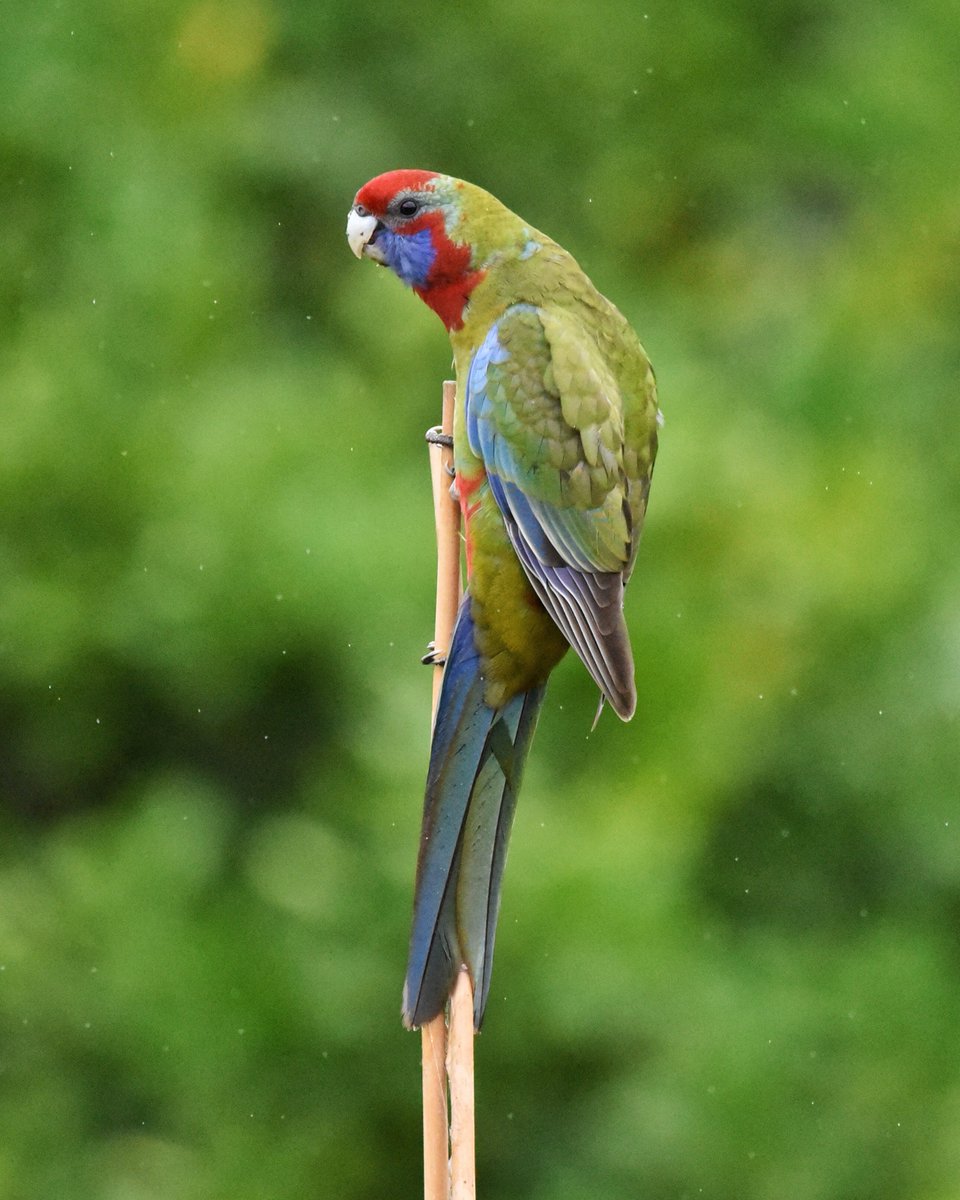 Annnnnd … tonight’s bad birb pic pun is… 🥁 🥁 🥁 

Clinging in the rain… 

#wildoz #ozbirds #crimsonrosella #parrot #birdsinbackyards