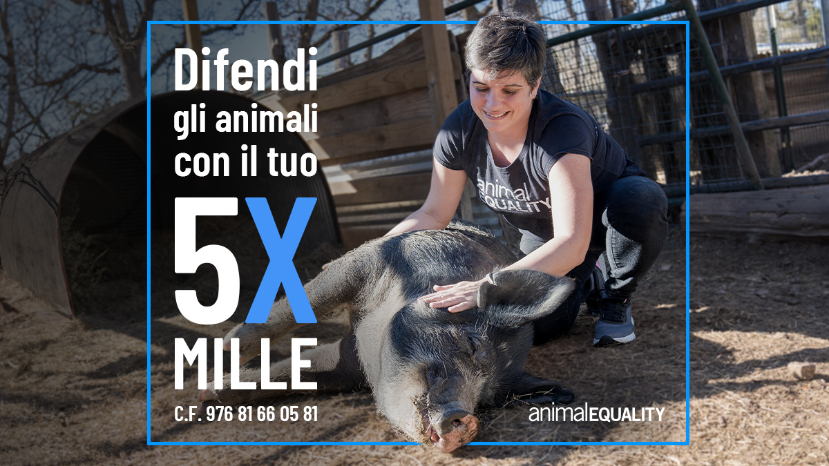 Devolvi il tuo #5xMille a chi difende gli animali! Basta una firma per sostenere in modo semplice e gratuito il nostro lavoro e regalare un futuro migliore agli animali più indifesi: quelli sfruttati dall’industria alimentare. Inserisci il nostro codice fiscale 976 81 66 05 81…