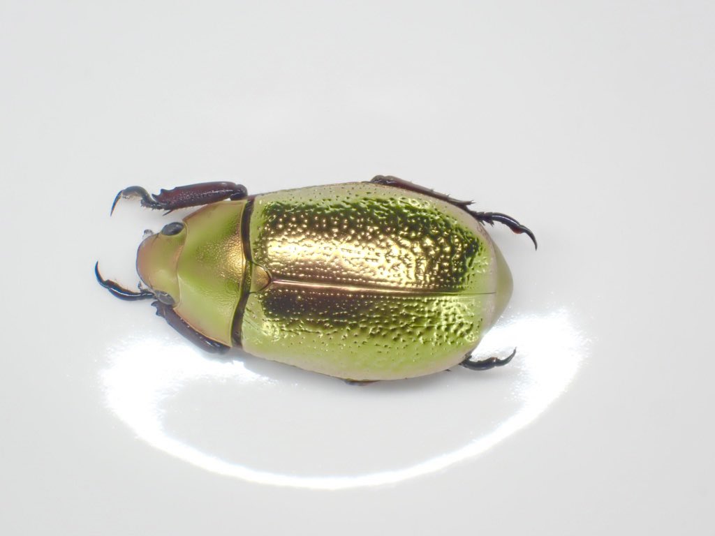 プラチナコガネの最高峰の1つ ボウカルディプラチナコガネ 金色型