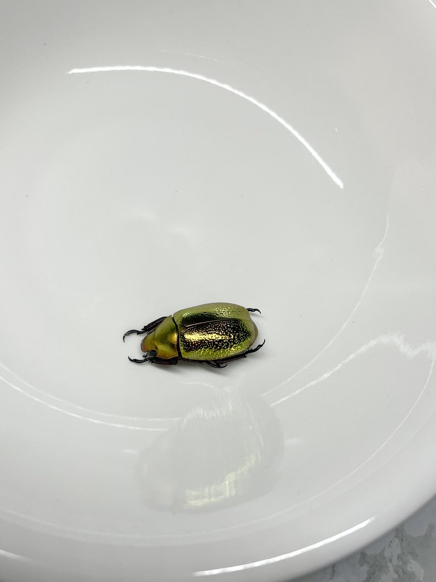 プラチナコガネの最高峰の1つ ボウカルディプラチナコガネ 金色型