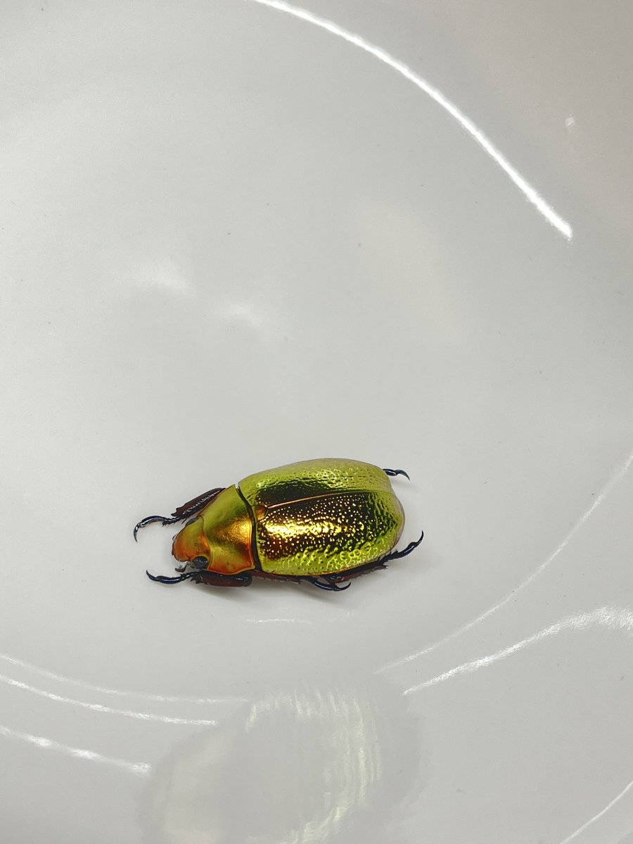 プラチナコガネの最高峰の1つ ボウカルディプラチナコガネ 金色型