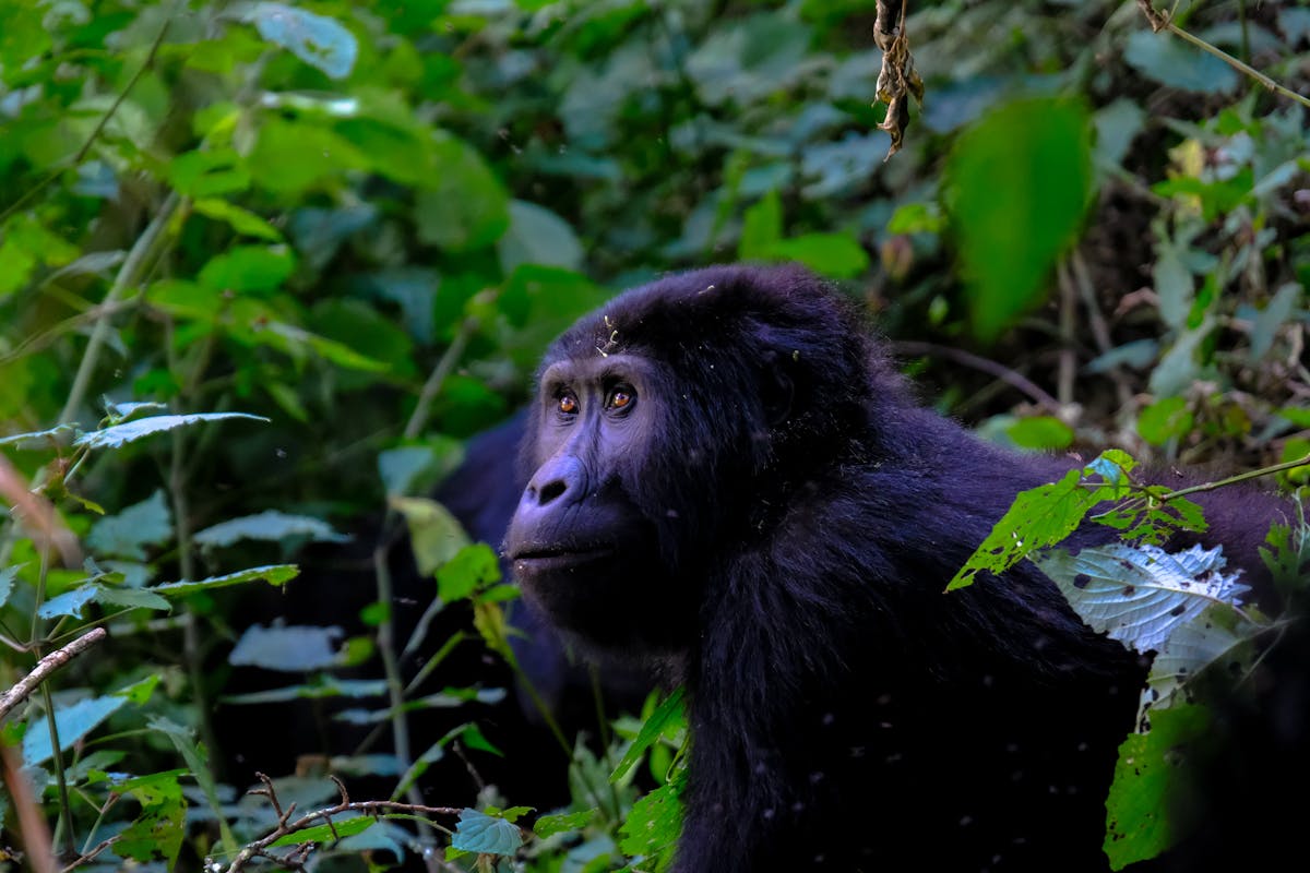 BIG change can come from lots of little acts of kindness! You have until Friday to donate up to $50 in support of Cross River gorillas + @GlobalGiving will match your generosity by 50% for the #LittleByLittle campaign. Give + get matched now: rfr.bz/tl6grkt